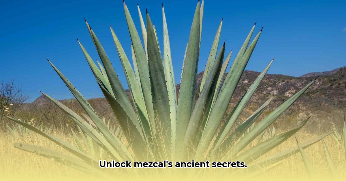 mezcal-plant
